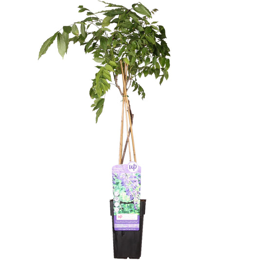 Blauregen - Wisteria sinensis 'Prolific' - Glyzinie - Ø15cm - ↕65cm