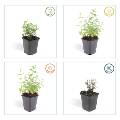 6x Katzenminze - Nepeta 'Six Hills Giant' - ↕10-25cm - Ø9cm