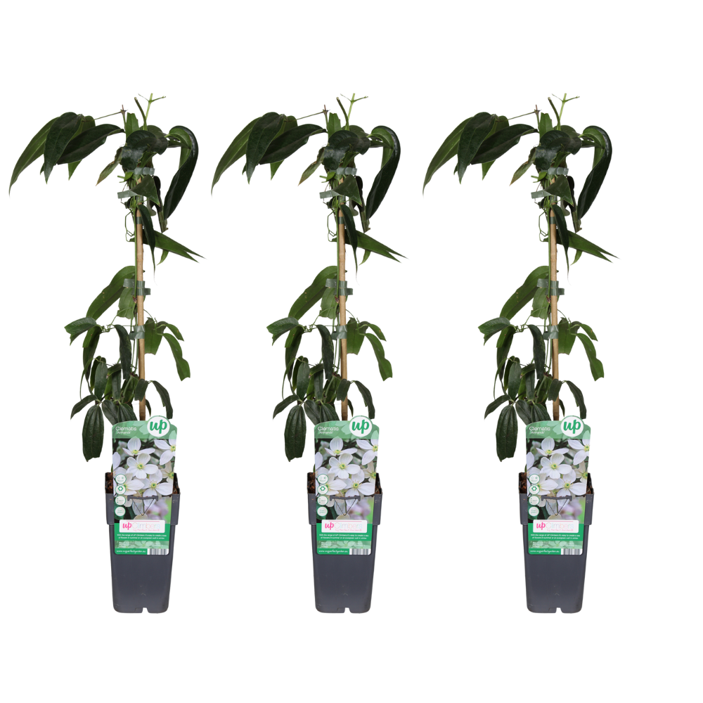 Clematis armandii - 3 Stücke - Ø15cm - ↕65cm