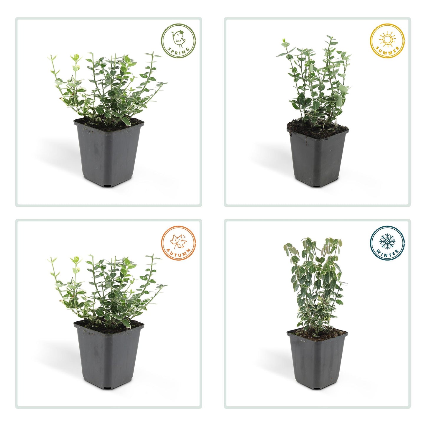 6x Euonymus fort. 'Emerald Gaiety' - ↕10-25cm - Ø9cm