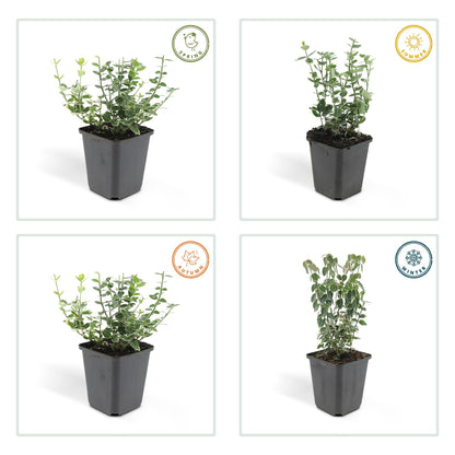 6x Euonymus fort. 'Emerald Gaiety' - ↕10-25cm - Ø9cm