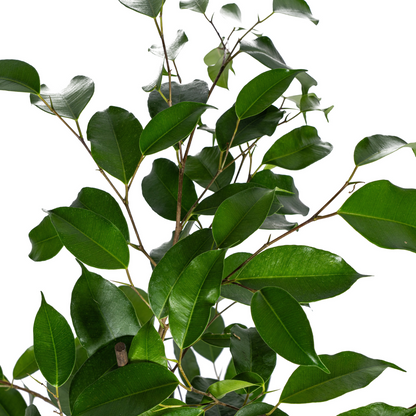 Birkenfeige - Ficus Benjamina Exotica Ø17cm - ↕60 - 80cm