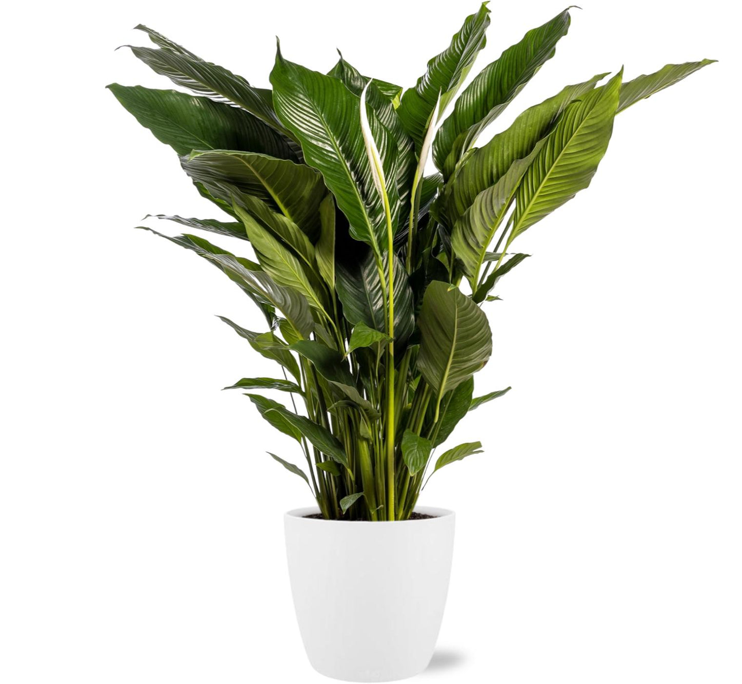 Friedenslilie - Spathiphyllum Sweet Sebastiano - Ø24cm - ↕110cm + Topf in weiß