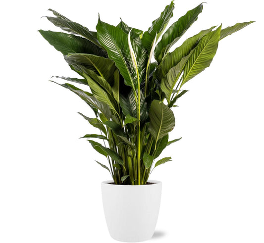 Friedenslilie - Spathiphyllum Sweet Sebastiano - Ø24cm - ↕110cm + Topf in weiß