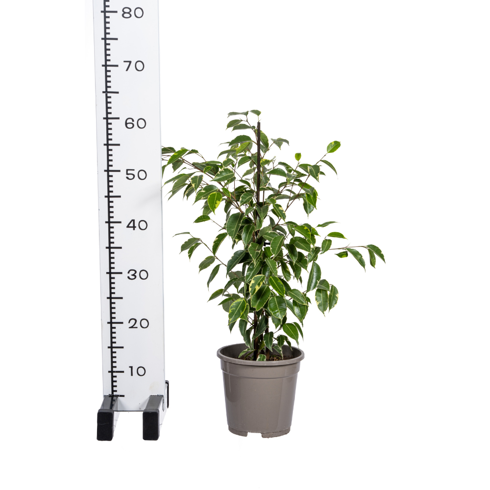 Birkenfeige - Ficus Benjamina Golden King Ø17cm - ↕60 - 80cm