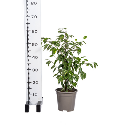 Birkenfeige - Ficus Benjamina Golden King Ø17cm - ↕60 - 80cm