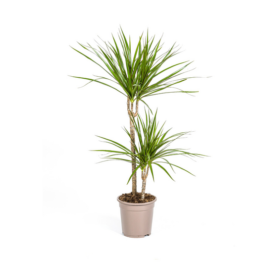 Drachenbaum - Dracaena Marginata Green Ø19cm - ↕70 - 90cm