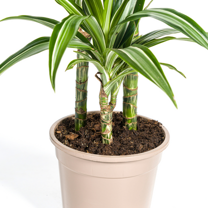 Drachenbaum - Dracaena Deremensis White Stripe mit Korb Ø21cm - ↕90 - 110cm