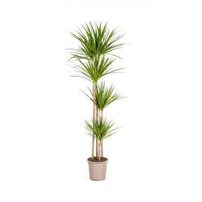 Drachenbaum - Dracaena Marginata Green Ø27cm - ↕170 - 190cm