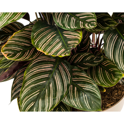 Korbmarante - Calathea Ornata Sanderiana Ø27cm - ↕60 - 80cm