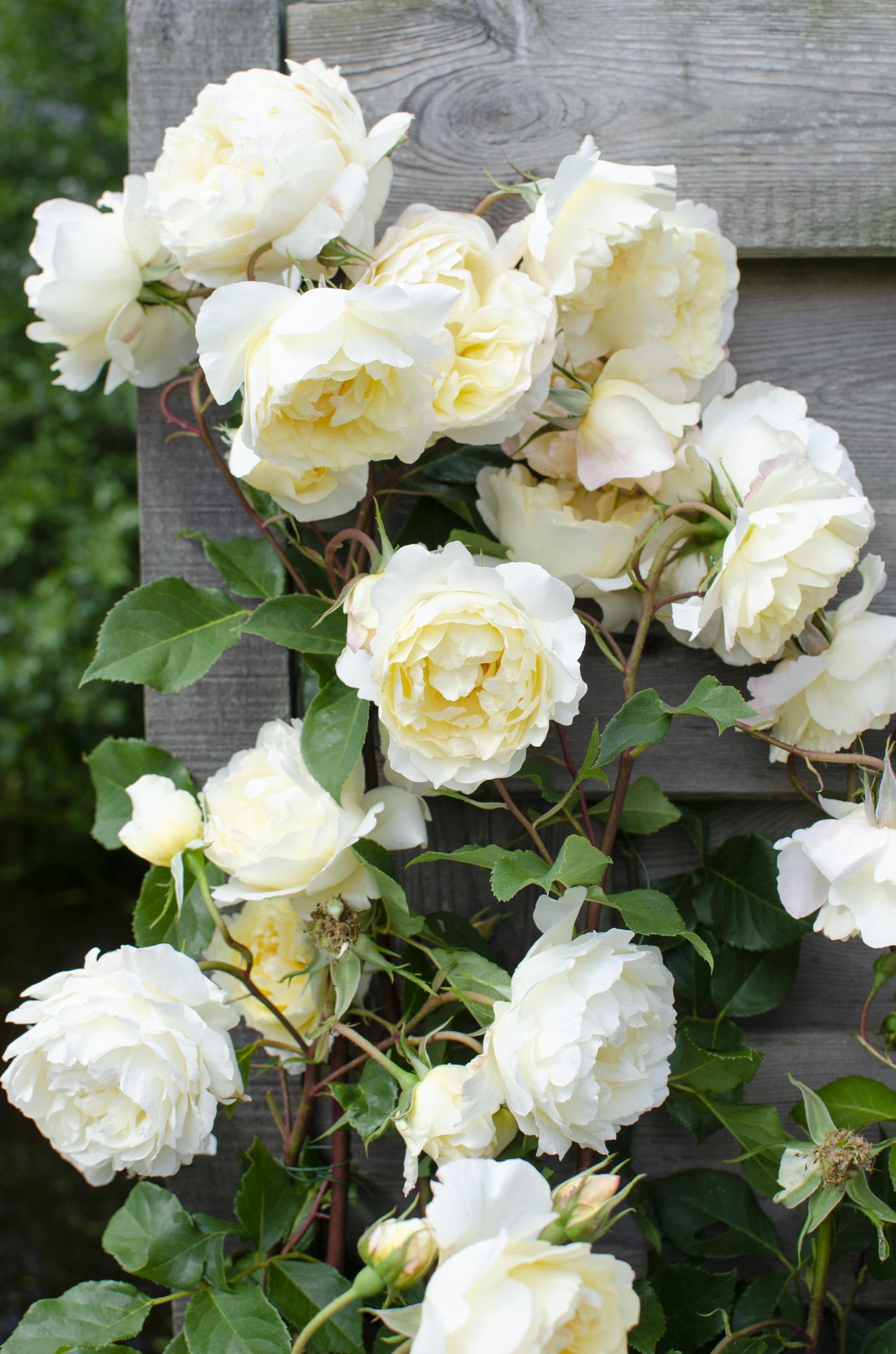 Rosa Crazy in love 'Vanilla' - Creme-Rose - Ø15cm - ↕65cm