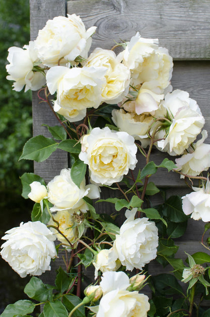 Rosa Crazy in love 'Vanilla' - Creme-Rose - Ø15cm - ↕65cm
