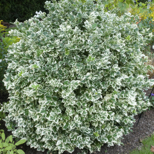 6x Euonymus fort. 'Emerald Gaiety' - ↕10-25cm - Ø9cm