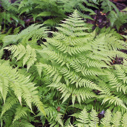 6x echter Wurmwarn - Dryopteris filix-mas - ↕10-25cm - Ø9cm