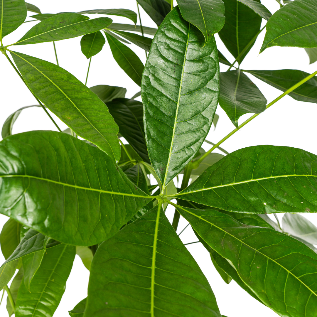 Pachira Aquatica mit Korb Ø24cm - ↕120 - 140cm