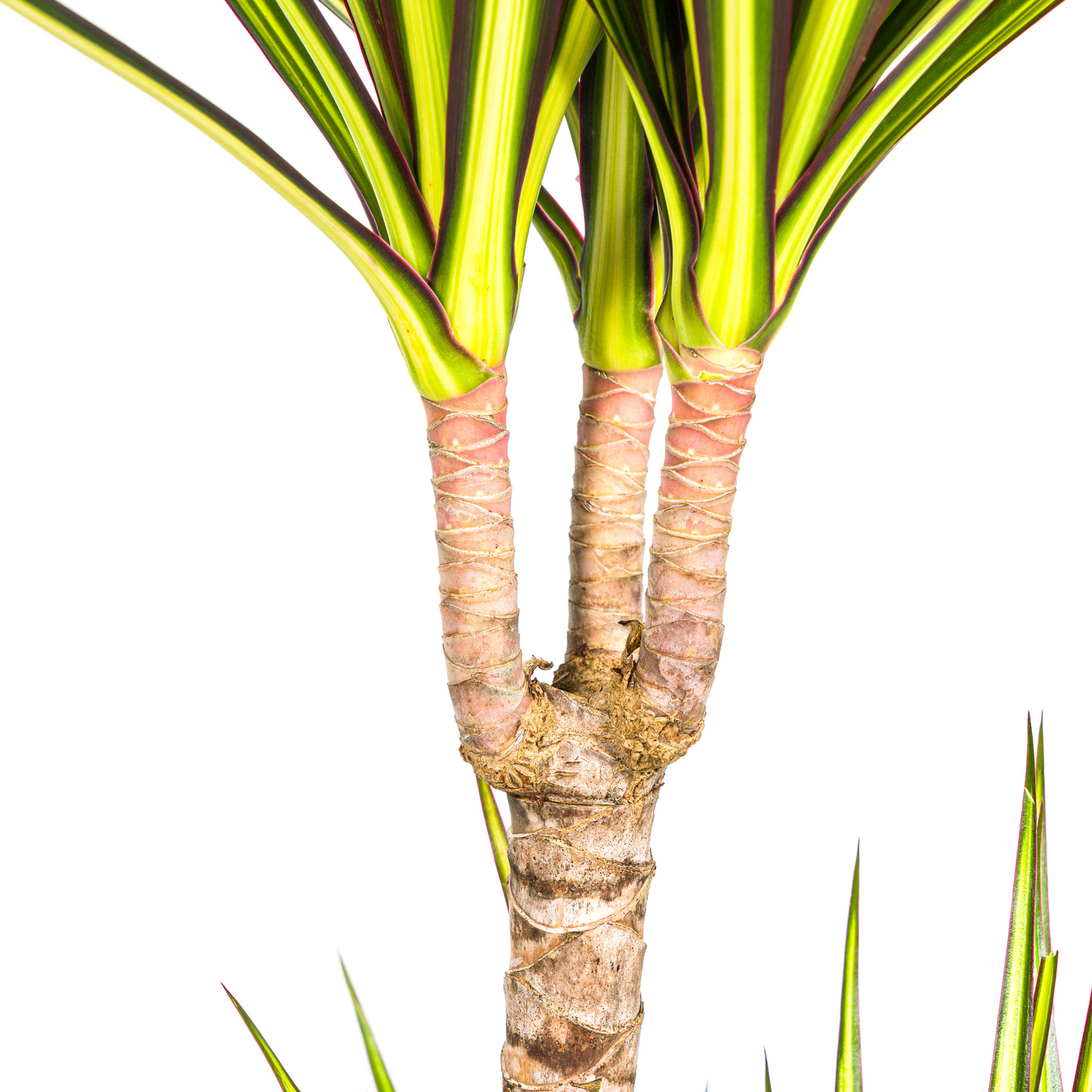 Drachenbaum - Dracaena Marginata Sunray Ø19cm - ↕80-100cm