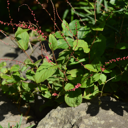 6x Kerzen-Knöterich - Persicaria a. 'Speciosa' - ↕10-25cm - Ø9cm