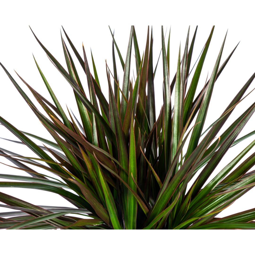 Drachenbaum - Dracaena Marginata Magenta - Ø17cm - ↕50 - 70cm