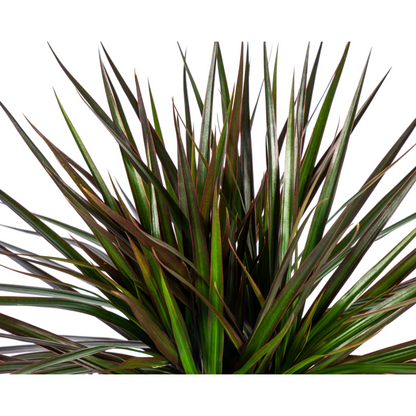 Drachenbaum - Dracaena Marginata Magenta - Ø17cm - ↕50 - 70cm