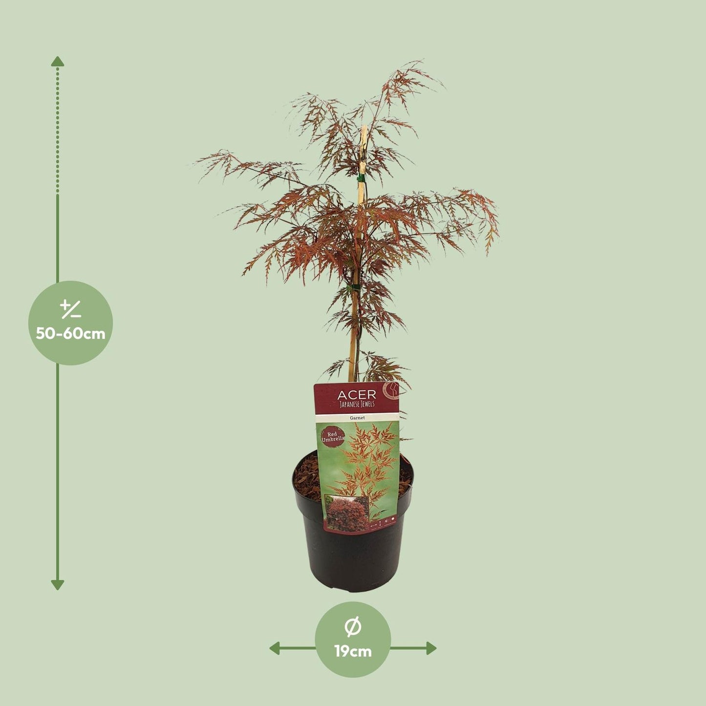 Dunkelroter Schlitzahorn - Acer palm. 'Garnet' - Ø19cm - ↕40cm