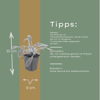 6x Wollziest - Stachys byzantina - ↕10-25cm - Ø9cm