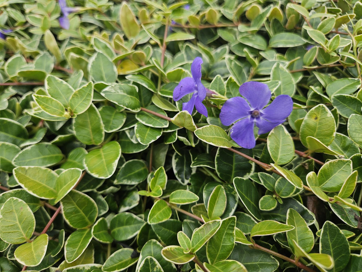 6x Vinca minor 'Argenteovariegata' - ↕10-25cm - Ø9cm