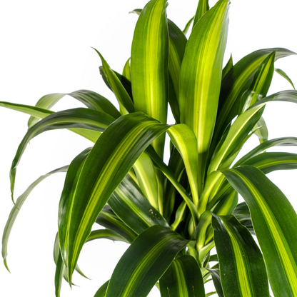 Drachenbaum - Dracaena Deremensis Hawaiian Sunshine Ø24cm - ↕130 - 150cm