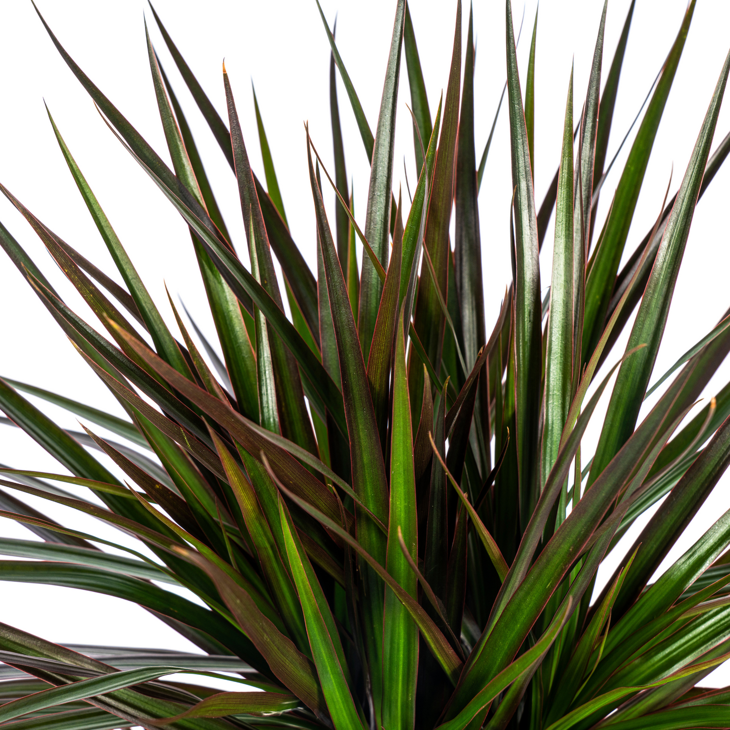 Drachenbaum - Dracaena Marginata Magenta Ø24cm - ↕130 - 150cm