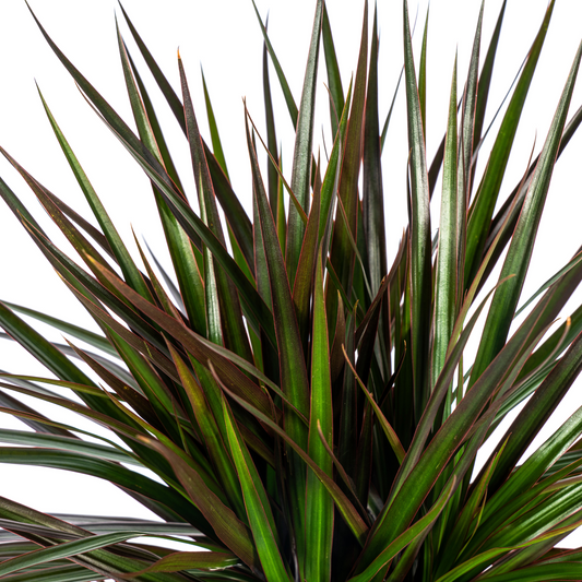 Drachenbaum - Dracaena Marginata Magenta Ø24cm - ↕130 - 150cm