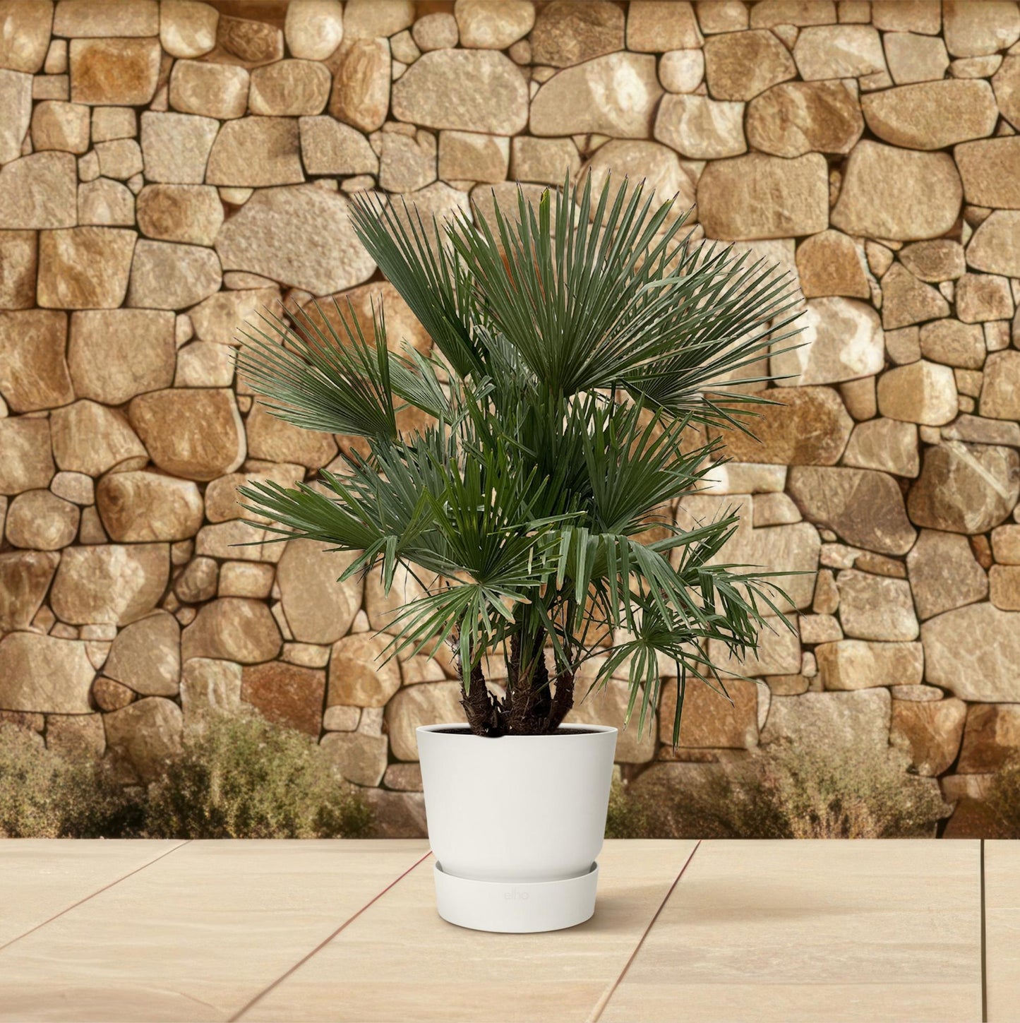 Trachycarpus Multi-Stamm - 230cm- Ø50