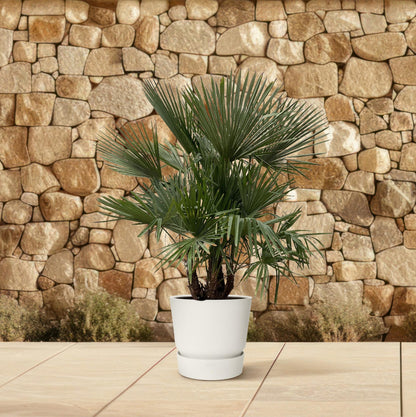 Trachycarpus Multi-Stamm - 230cm- Ø50