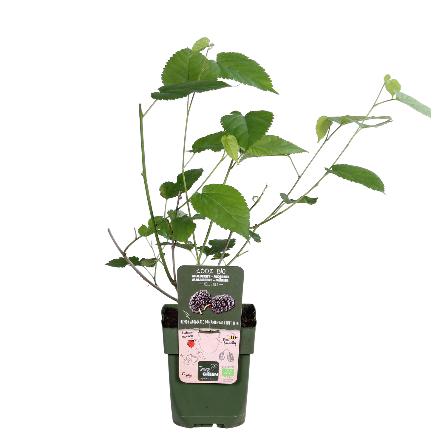 Schwarze Maulbeere - Morus nigra Mulle - Ø13cm - ↕45cm