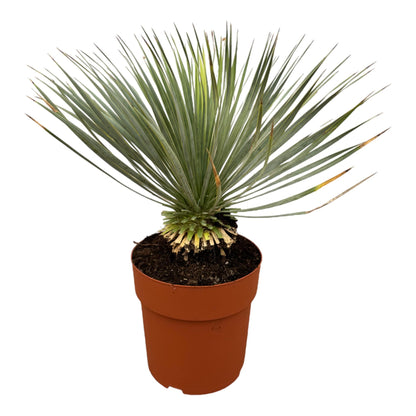Yucca Rostrata auf Stamm - 70 cm - Ø27