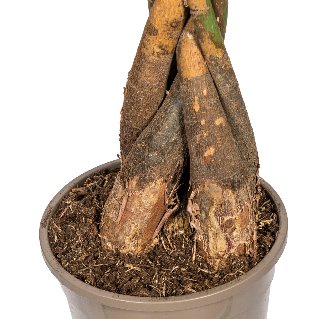 Pachira Aquatica mit Korb Ø24cm - ↕120 - 140cm