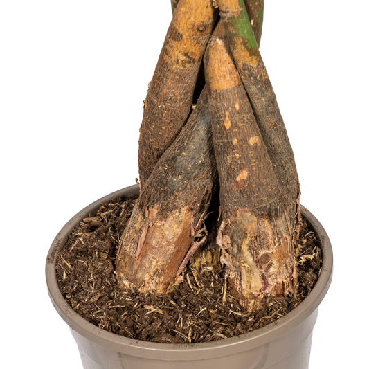 Pachira Aquatica mit Korb Ø24cm - ↕120 - 140cm