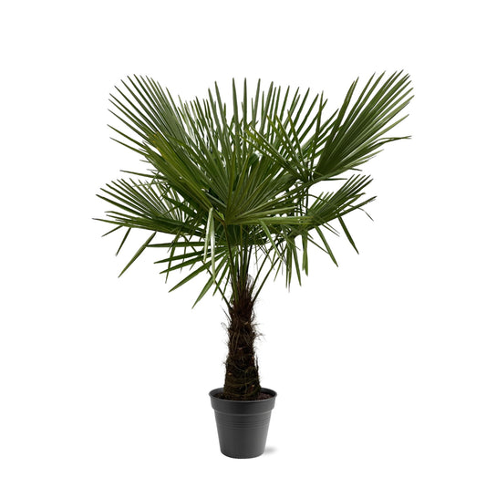 Trachycarpus Fortuneii - 160-180cm - Ø30