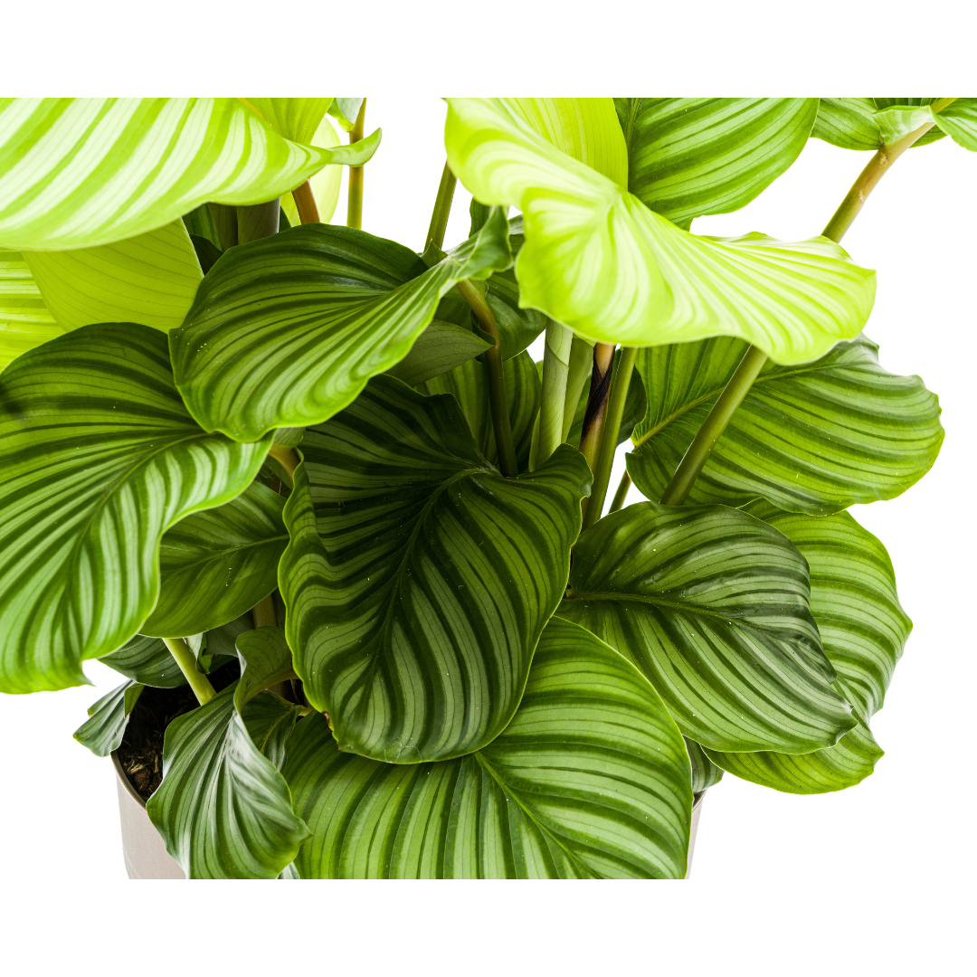 Korbmarante - Calathea Orbifolia Ø27cm - ↕70 - 90cm