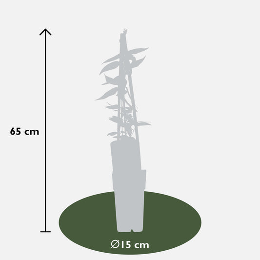 Immergrünes Geißblatt - Lonicera henryi - Ø15cm - ↕65cm