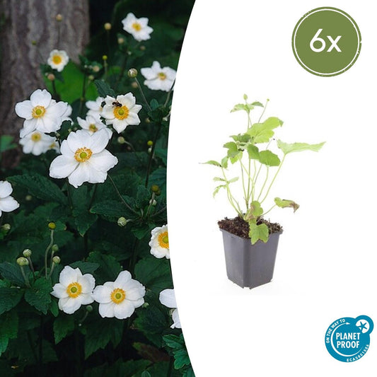 6x Herbstanemone -  Anemone hyb. 'Honorine Jobert' - ↕10-25cm - Ø9cm