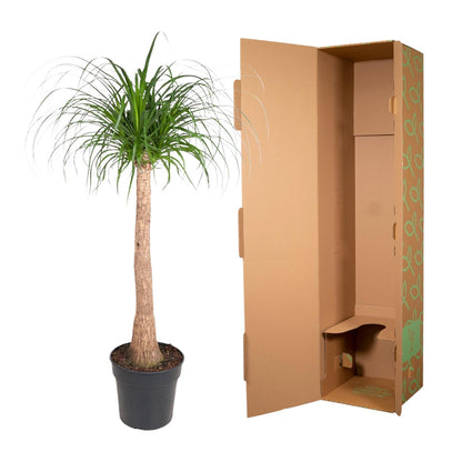 Elefantenfuß - Beaucarnea Stamm - 120 cm - ø32