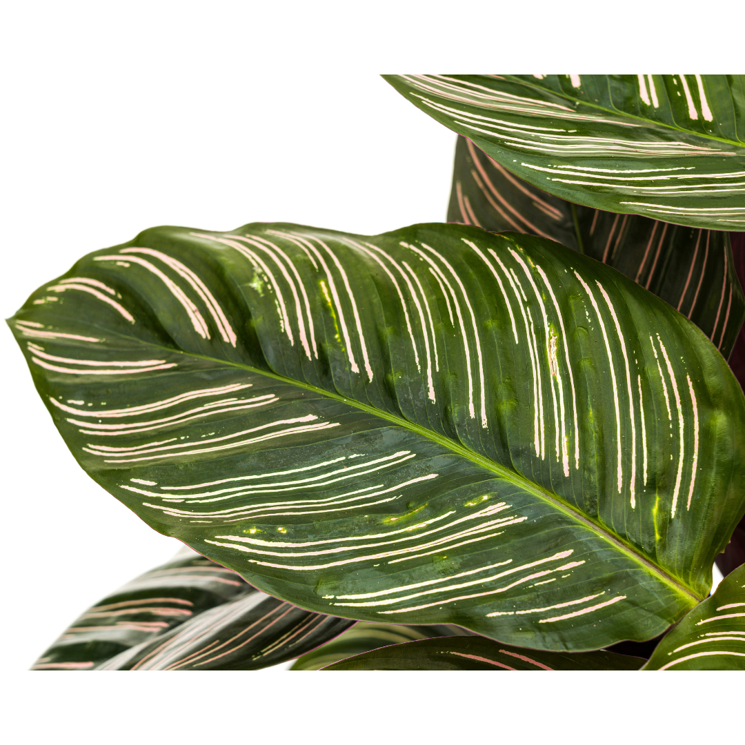Korbmarante - Calathea Ornata Sanderiana Ø27cm - ↕60 - 80cm