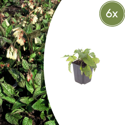 6x Kaukasus Beinwell - Symphytum grandiflorum - ↕10-25cm - Ø9cm