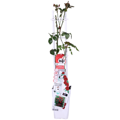 Rosa Crazy in love 'Red' - Rote Rose - Ø15cm - ↕65cm