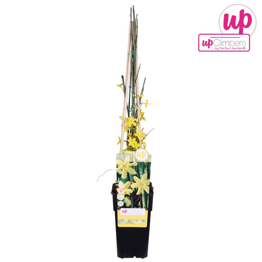 Winterjasmin  - Jasminum nudiflorum - Ø15cm - ↕65cm