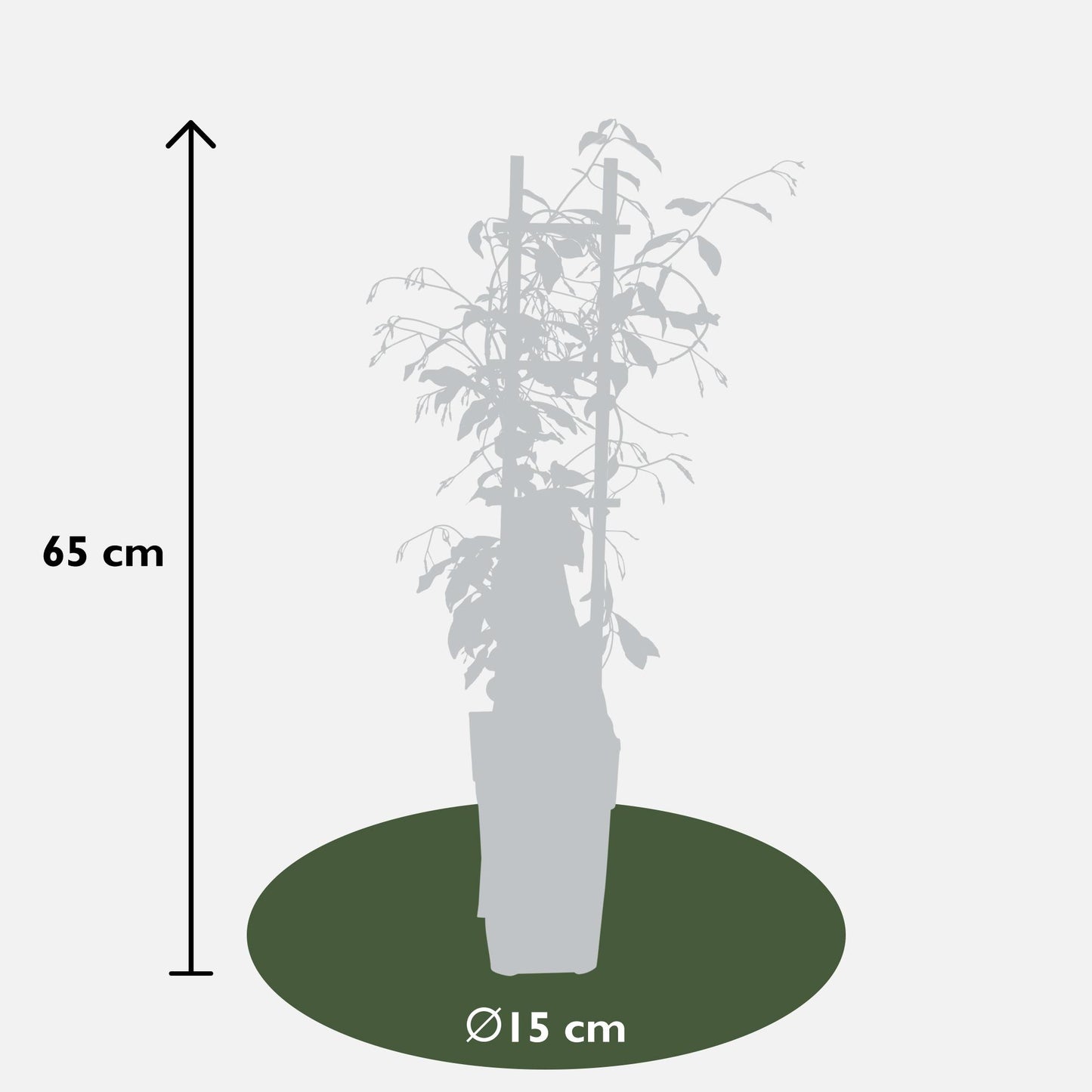weißer Stern Jasmin - Trachelospermum 'Star of Venice' - Ø15cm - ↕65cm