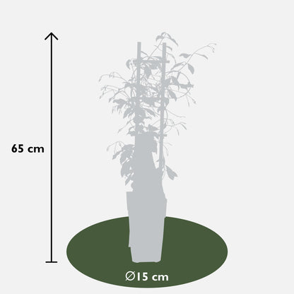 weißer Stern Jasmin - Trachelospermum 'Star of Venice' - Ø15cm - ↕65cm