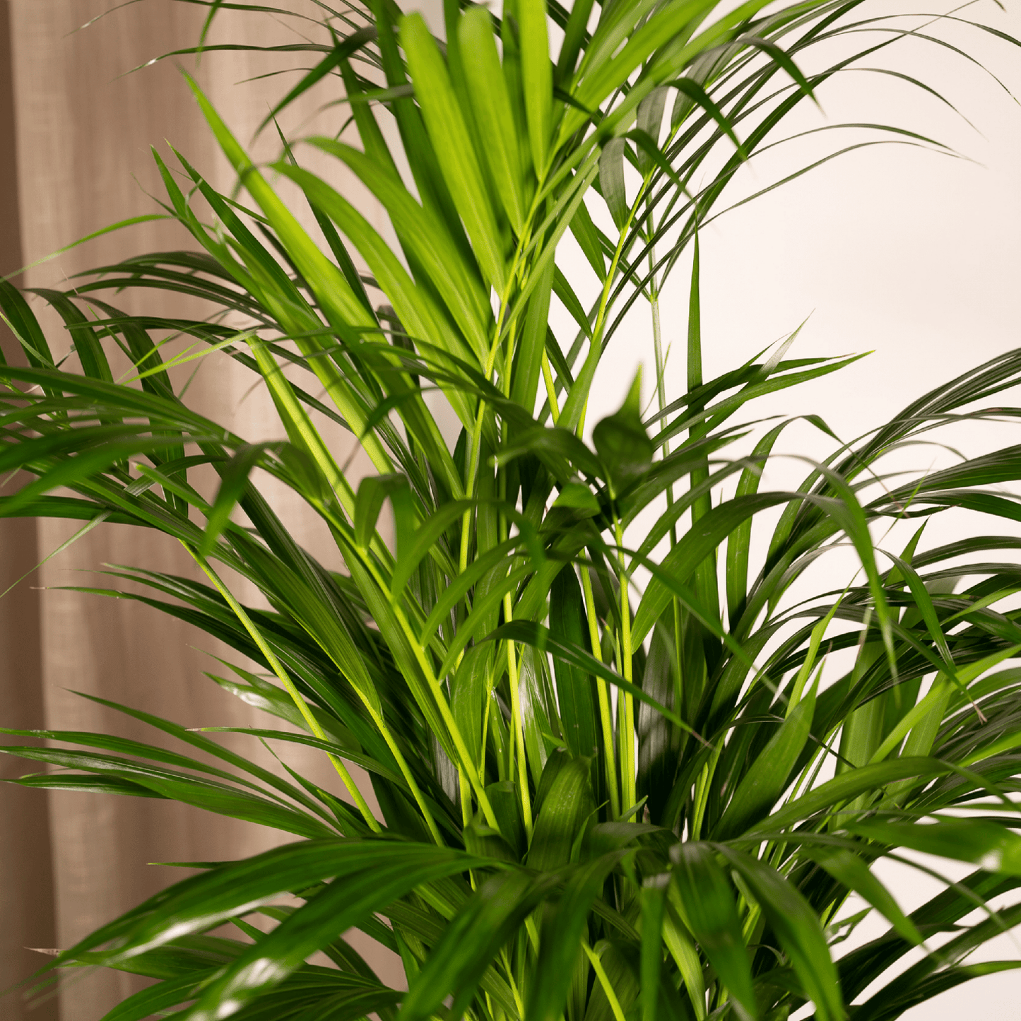 Zimmerpalme Areca-Palme - Ø17cm - ↕70cm