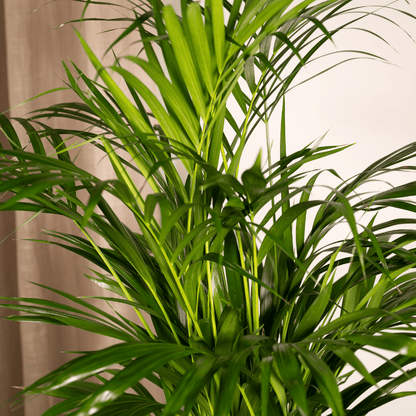 Zimmerpalme Areca-Palme - Ø17cm - ↕70cm
