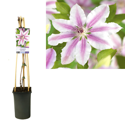 Clematis 'Nelly Moser' +light Label