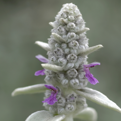 6x Wollziest - Stachys byzantina - ↕10-25cm - Ø9cm